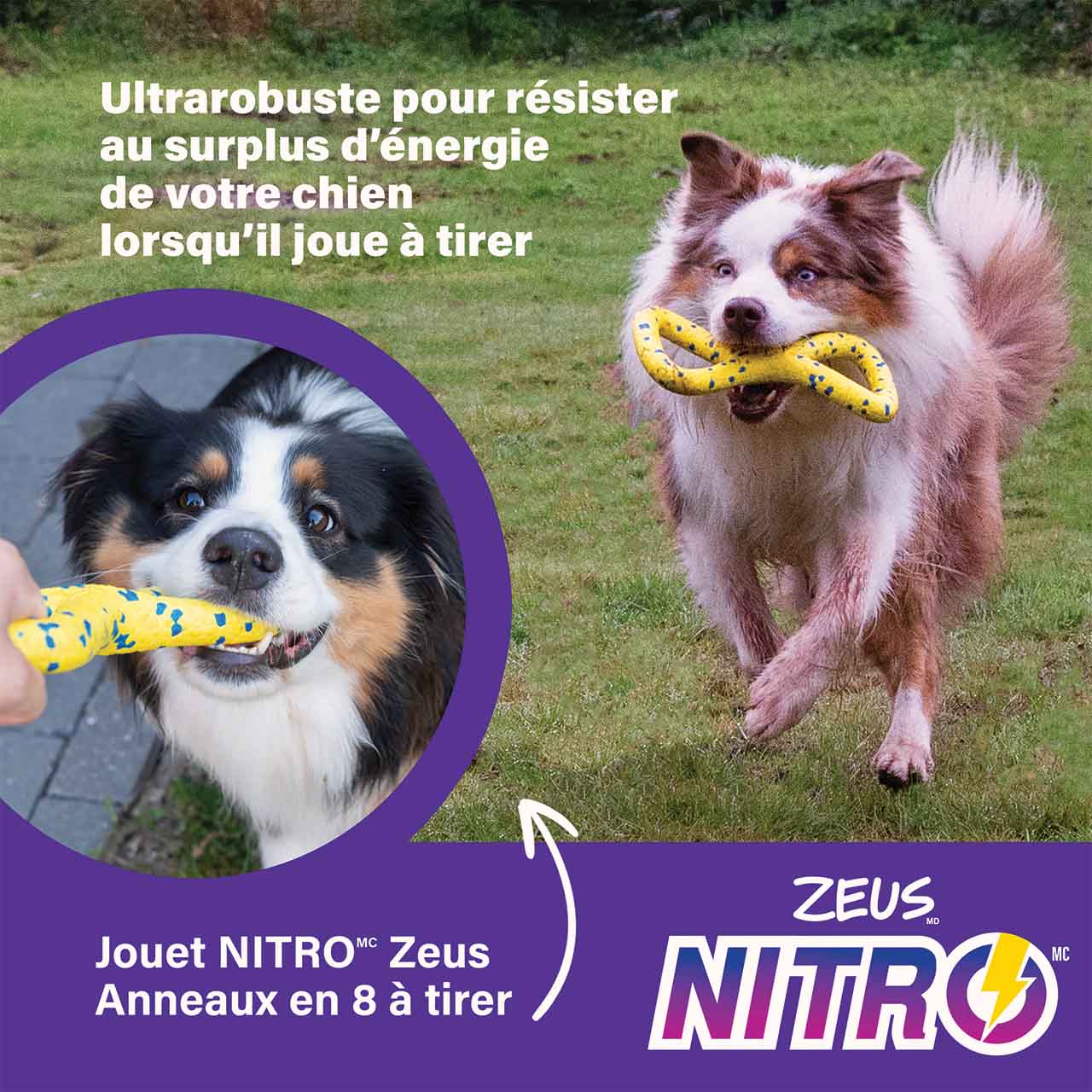 Le Zeus NITRO Tugger est extra résistant pour supporter toute l’énergie débordante de votre chien pendant les parties de tir à la corde.